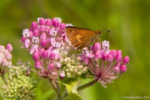 Black Dash on Swamp Milkweed, Great Swamp NWR, July 5, 2015 (photo by Jonathan Klizas)