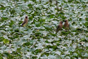 Cedar Waxwings, Speedwell Lake, Morristown, NJ, July 15, 2015 (photo by Jonathan Klizas)