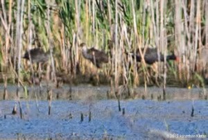 Common Gallinules, Deerhaven Lake, NJ, July 16, 2015 (distant and heavily cropped photo by Jonathan Klizas)