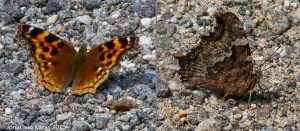 Compton Tortoiseshell, Wildcat Ridge, NJ, July 2, 2015 (photo by Jonathan Klizas)