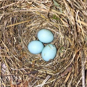 Eastern Bluebird nest, Great Swamp NWR, July 10, 2015 (iPhone photo by Jonathan Klizas)