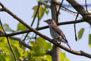 Eastern Bluebird, Lake Denmark, NJ, July 13, 2015 (photo by Jonathan Klizas)
