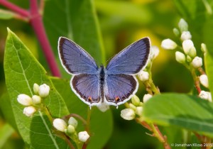 Male Eastern Tailed-Blue, Great Swamp NWR, NJ, July 5, 2015 (photo by Jonathan Klizas)