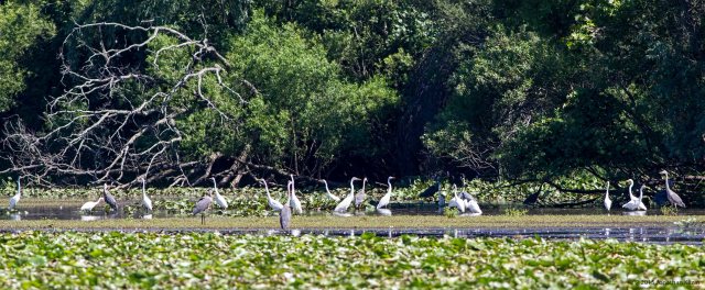 Egrets and Herons, Walker Ave. Wetlands, NJ, July 23, 2015 (photo by Jonathan Klizas)