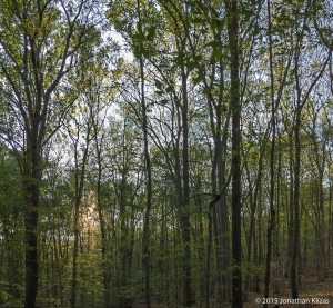 Four Birds Trail, Rockaway Twp., NJ, July 16, 2015 (iPhone photo by Jonathan Klizas)
