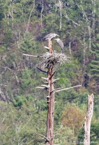 Great Blue Herons, Deerhaven Lake, NJ, July 16, 2015 (photo by Jonathan Klizas)