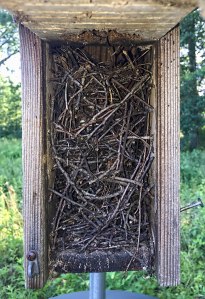 House Wren nest, Great Swamp NWR,  July 10, 2015 (iPhone photo by Jonathan Klizas)