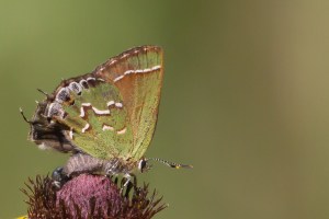 Juniper Hairstreak, Duke Farms, NJ, July 25, 2014 (photo by Mike Newlon)