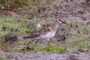 Least Sandpiper, Lincoln Park, NJ, July 17, 2015 (photo by Jonathan Klizas)