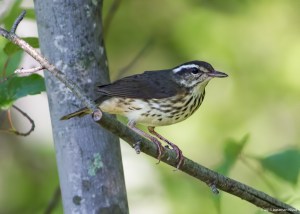 Louisiana Waterthrush, Timberbrook Lake, NJ, July 31, 2015 (photo by Jonathan Klizas)