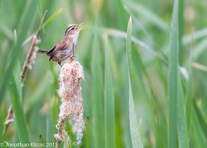 Marsh Wren, Great Swamp NWR, July 4, 2015 (photo by Jonathan Klizas)
