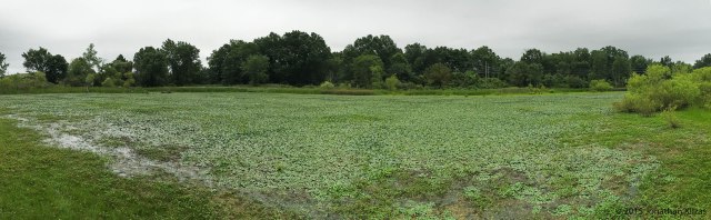 Melanie Lane Wetlands, NJ, July 18, 2015 (iPhone pano by Jonathan Klizas)