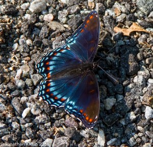 Red-spotted Purple, Wildcat Ridge, NJ, July 2, 2015 (photo by Jonathan Klizas)