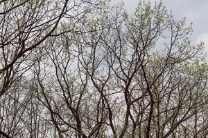 Wildcat Ridge, Rockaway Twp.,  July 2, 2015 (photo by Jonathan Klizas)