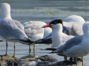 Caspian Tern, Lk. Musconetcong, NJ, Aug. 17, 2015 (photo by Alan Boyd)