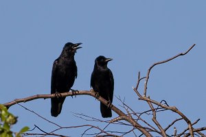 Fish Crows, Lincoln Park Gravel Pits, NJ, Aug. 7, 2015 (photo by Jonathan Klizas)