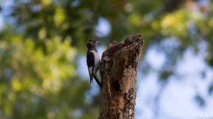 Juvenile Red-headed Woodpecker (photo by Chris Thomas)