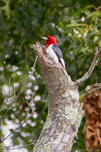Red-headed Woodpecker, Glenhurst Meadows, NJ, Aug. 6, 2015 (photo by Robert Gallucci)