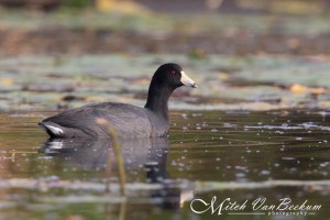 American Coot, Lake Hopatcong, NJ, Sep. 25, 2015 (photo by Mitch Van Beekum)