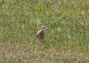 Buff-breasted Sandpiper, Montgomery Twp., NJ, Sep. 2, 2015 (photo by Jonathan Klizas)