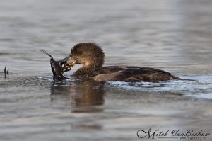 Hooded Merganser, Lake Hopatcong, NJ, Sep. 25, 2015 (photo by Mitch Van Beekum)