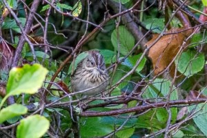 Lincoln's Sparrow, Morris Twp., NJ, Sep. 12, 2015 (photo by Jonathan Klizas)