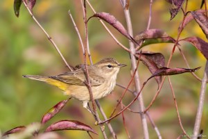 Palm Warbler, Troy Meadows, NJ, Sep. 26, 2015 (photo by Jonathan Klizas)
