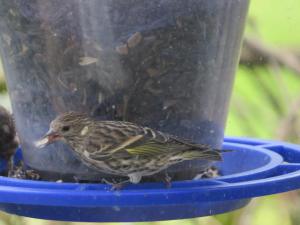 Pine Siskin, Roxbury Twp. NJ, Oct. 5, 2015 (photo by Alan Boyd)