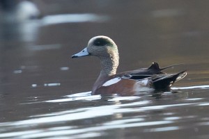 American Wigeon, Lake Hopatcong, NJ, Oct. 22, 2015 (photo by Mitch Van Beekum)