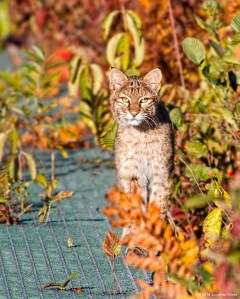 Bobcat, Morris Co., NJ, Oct. 17, 2015 (photo by Jonathan Klizas)