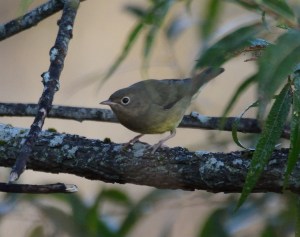 Connecticut Warbler, Glenhurst Meadows, NJ, Oct. 11, 2015 (photo by Jason Denesevich)