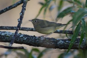 Connecticut Warbler, Glenhurst Meadows, NJ, Oct. 11, 2015 (photo by Jason Denesevich)