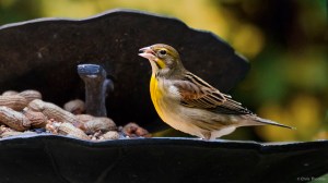Dickcissel, Dover, NJ, Oct. 12, 2015 (photo by Chris Thomas)
