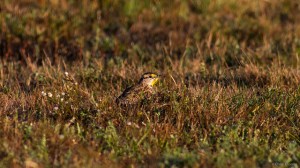 Eastern Meadowlark, Florham Park, NJ, Oct. 17, 2015 (photo by Chris "Meadowlark" Thomas)