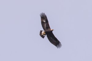 Golden Eagle, Chimney Rock, NJ, Oct. 16, 2015 (photo by Simon Lane)