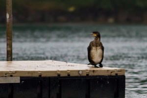 Great Cormorant, Lake Parsippany, NJ, Oct. 3, 2015 (photo by Jonathan Klizas)