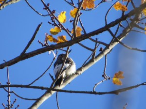 Red-headed Woodpecker, Bamboo Brook, NJ, Oct. 23, 2015 (photo by Alan Boyd)