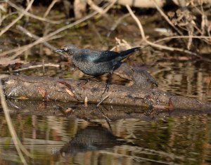 Rusty Blackbird, Glenhurst Meadows, NJ, Oct. 22, 2015 (photo by Jason Denesevich)