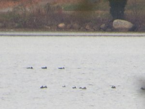 Surf Scoters, Budd Lake, NJ, Oct. 27, 2015 (photo by Alan Boyd)