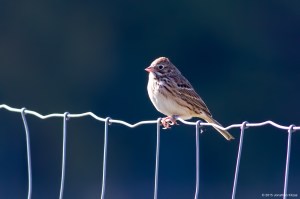 Vesper Sparrow, Harding Twp., NJ, Oct. 17, 2015 (photo by Jonathan Klizas)