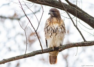 Red-tailed Hawk, Willowwood Arboretum, NJ, Nov. 7, 2015 (photo by Jonathan Klizas)
