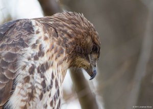 Red-tailed Hawk, Willowwood Arboretum, NJ, Nov. 7, 2015 (photo by Jonathan Klizas)