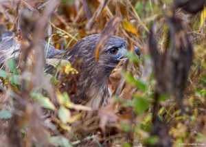Red-tailed Hawk, Willowwood Arboretum, NJ, Nov. 7, 2015 (photo by Jonathan Klizas)