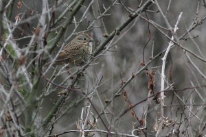 Lincoln's Sparrow, Troy Meadows, NJ, Dec. 27, 2015 (photo by Jeff Ellerbusch)