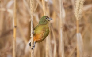 Painted Bunting, West Caldwell, NJ, Dec. 24, 2015 (photo by Chris Thomas)