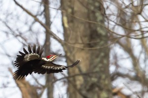 Pileated Woodpecker, Glenhurst Meadows, NJ, Dec. 11, 2015 (photo by Mike Newlon)