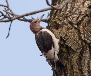Red-headed Woodpecker, Troy Meadows, NJ, Nov. 27, 2015 (photo by Chuck Hantis)