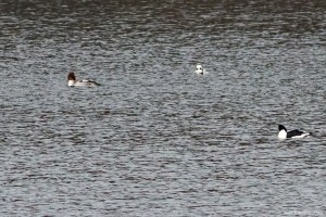Long-tailed Duck with Common Mergansers, Clyde Potts Reservoir, Mendham Twp., NJ, Jan. 16, 2016 (photo by Jonathan Klizas)