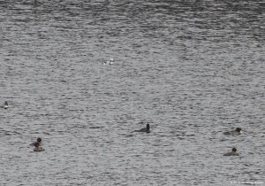 Long-tailed Duck with Common Mergansers, Clyde Potts Reservoir, Mendham Twp., NJ, Jan. 9, 2016 (photo by Jonathan Klizas)