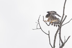 Merlin, Great Swamp NWR, NJ, Jan. 26, 2016 (photo by Mike Newlon)